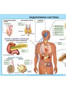 Учебно табло: Ендокринна система
