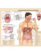 Учебно табло: Храносмилателна система